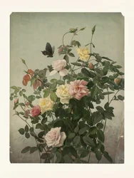 Rozen