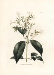 Jasmijn (Jasminum paniculatum) - Lithografie door George Cooke, voor het Britse tijdschrift Conrad Loddiges Botanical Cabinet