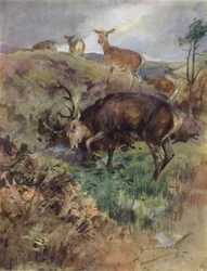 Illustratie voor The Story of a Red Deer (kleur litho)