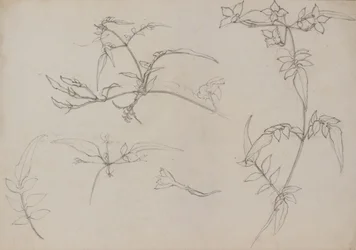 Botanisch tekenen