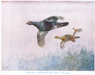 Auerhoen (mannetje vooraan), illustratie uit 