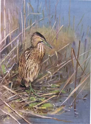 Roerdomp (litho)