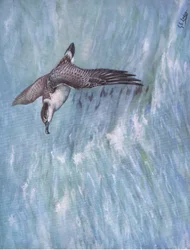 Grote pijlstormvogel (litho)