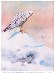 Groenlandse valk en Ptarmigan, illustratie uit 