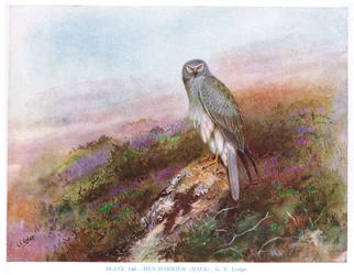 Blauwe kiekendief (mannetje), illustratie uit 