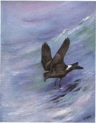 Vaal stormvogeltje van Leach