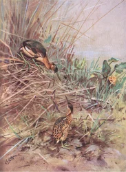 Kleine Roerdomp (litho)