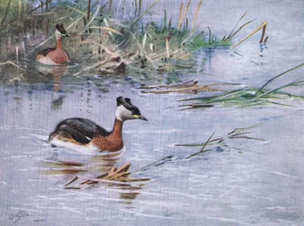 Roodhalsfuut (litho)