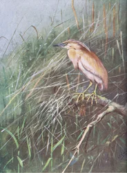 Ralreiger (litho)