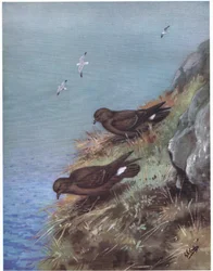 Storm Petrel (litho)