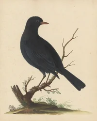 [Zwarte vogel]