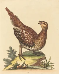 Bruin Gevlekte Vogel
