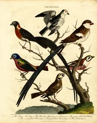Gorzen (Emberiza)