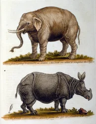Gegraveerde illustratie van George Edwards, uit een boek met zeldzame vogels van G Edwards 1750. George Edwards (1694-1773) was een Britse naturalist en ornitholoog. Hij reisde veel door Europa en bestudeerde de natuurlijke historie en vogels in het bijzon