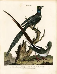 Glansspreeuwen (Colius)