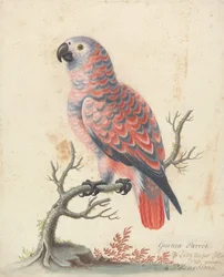 Guinea-papegaai