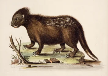 Hudson Bay Stekelvarken, 1742
