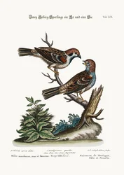 Bergmussen, Haan en Hen, 1749-73
