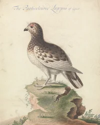 Sneeuwhoen