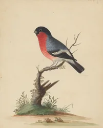 [Roodborstige vogel]