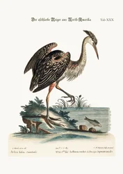De Asgekleurde Reiger uit Noord-Amerika, 1749-73
