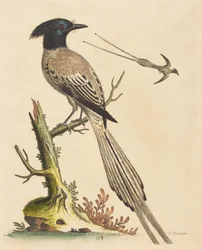 De zwart-witte kuifparadijsvogel