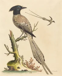 De zwart-witte gekuifde paradijsvogel, gepubliceerd in 1743.