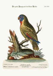 De Blauwkopgroene Papegaai, 1749-73