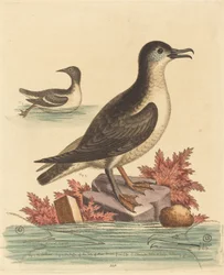 De Zeekoet en de Papegaaiduiker van het Eiland Man