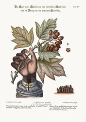 De Hand van een Jongen met een Slechte Huid, en een Tak van de Gewone Service-Boom, 1749-73