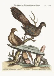 Het vrouwelijke pauwfazantje uit China, 1749-73