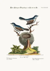 De kleine blauwgrijze vliegenvangers, mannetje en vrouwtje, 1749-73