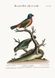 De geschilderde vink, haan en hen, 1749-73