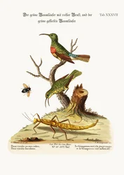 De Roodborstgroene Kluiver en de Gevlekte Groene Kluiver, 1749-73