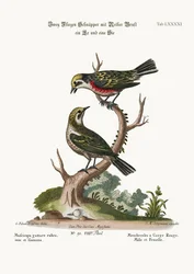 De Roodkeelvliegenvangers, haan en hen