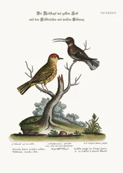 De gele roodstaart en de witstaartkolibrie, 1749-73