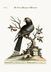 De zwarte papegaai uit Madagaskar, 1749-73
