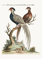 De zwart-witte Chinese fazantenhaan met zijn hen, 1749-73