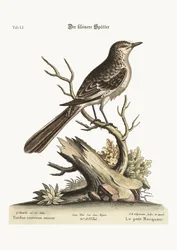De Kleine Spotvogel, 1749-73