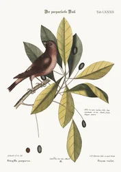 De Paarse Vink, 1749-73