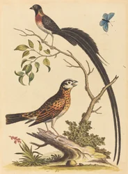 Twee vogels, waarvan één met zeer lange staartveren, en een blauwe vlinder