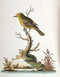 Aquarelillustratie uit een boek met zeldzame vogels van G Edwards 1750. George Edwards (1694-1773) was een Britse naturalist en ornitholoog. Hij reisde veel door Europa en bestudeerde de natuurlijke historie en vogels in het bijzonder. Hij kreeg enige erke