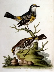 Aquarelillustratie uit een boek met zeldzame vogels van G Edwards 1750. George Edwards (1694-1773) was een Britse naturalist en ornitholoog. Hij reisde veel door Europa en bestudeerde de natuurlijke historie en vogels in het bijzonder. Hij kreeg enige erke