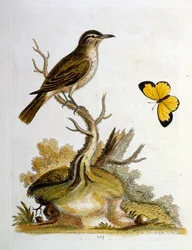Aquarelillustratie uit een boek met zeldzame vogels van G Edwards 1750. George Edwards (1694-1773) was een Britse naturalist en ornitholoog. Hij reisde veel door Europa en bestudeerde de natuurlijke historie en vogels in het bijzonder. Hij kreeg enige erke