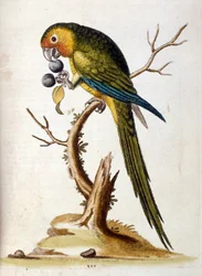 Aquarelillustratie uit een boek met zeldzame vogels van G Edwards 1750. George Edwards (1694-1773) was een Britse naturalist en ornitholoog. Hij reisde veel door Europa en bestudeerde de natuurlijke historie en vogels in het bijzonder. Hij kreeg enige erke