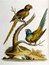 Aquarelillustratie uit een boek met zeldzame vogels van G Edwards 1750. George Edwards (1694-1773) was een Britse naturalist en ornitholoog. Hij reisde veel door Europa en bestudeerde de natuurlijke historie en vogels in het bijzonder. Hij kreeg enige erke