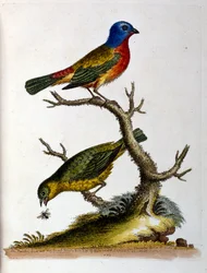 Aquarelillustratie uit een boek met zeldzame vogels van G Edwards 1750. George Edwards (1694-1773) was een Britse naturalist en ornitholoog. Hij reisde veel door Europa en bestudeerde de natuurlijke historie en vogels in het bijzonder. Hij kreeg enige erke