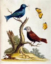 Aquarelillustratie uit een boek met zeldzame vogels van G Edwards 1750. George Edwards (1694-1773) was een Britse naturalist en ornitholoog. Hij reisde veel door Europa en bestudeerde de natuurlijke historie en vogels in het bijzonder. Hij kreeg enige erke