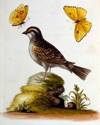 Aquarelillustratie uit een boek met zeldzame vogels van G Edwards 1750. George Edwards (1694-1773) was een Britse naturalist en ornitholoog. Hij reisde veel door Europa en bestudeerde de natuurlijke historie en vogels in het bijzonder. Hij kreeg enige erke
