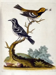 Aquarelillustratie uit een boek met zeldzame vogels van G Edwards 1750. George Edwards (1694-1773) was een Britse naturalist en ornitholoog. Hij reisde veel door Europa en bestudeerde de natuurlijke historie en vogels in het bijzonder. Hij kreeg enige erke